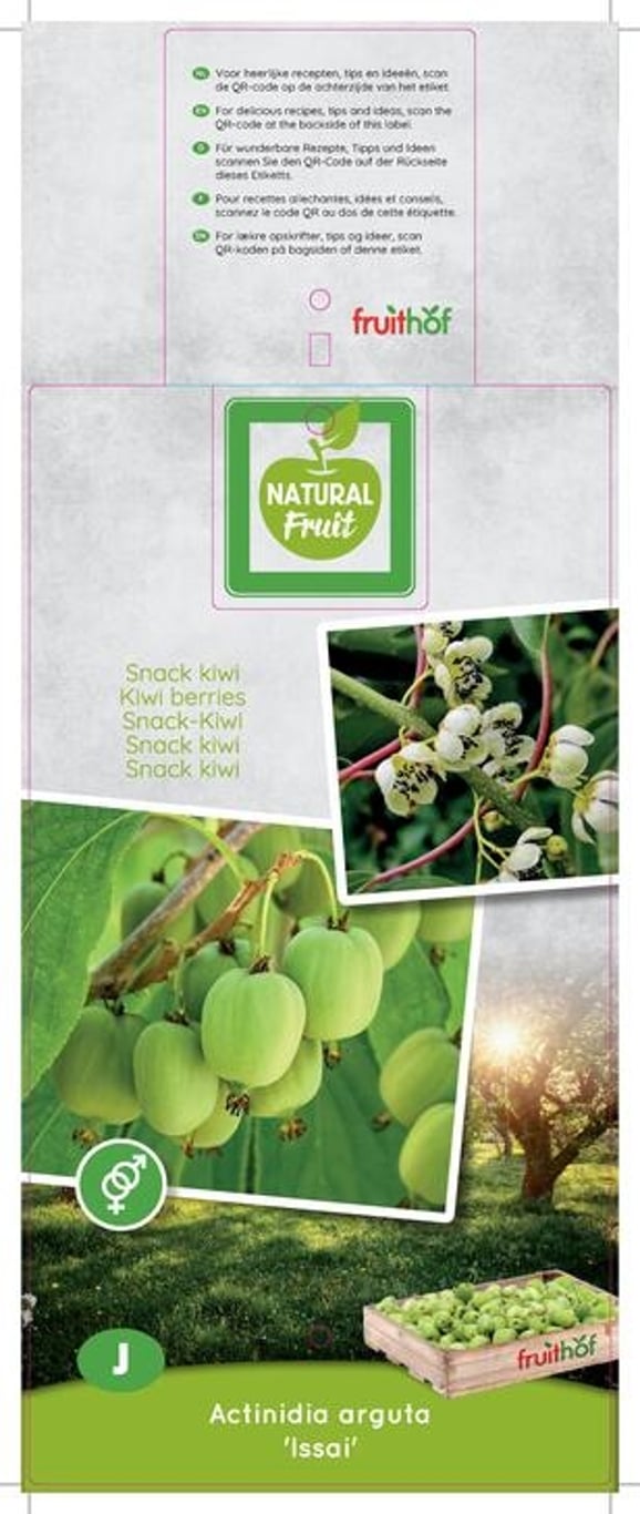 Actinidia a. 'Issai' - 50-60 CM Carry Handle C5